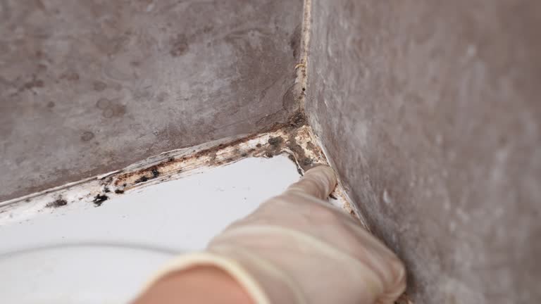 Best Mold Prevention Services  in Indian Mountain Lake, PA